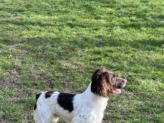 English Springer Spaniel dogs Liver & White Springer spaniel, Male, 18 months - Advert 1
