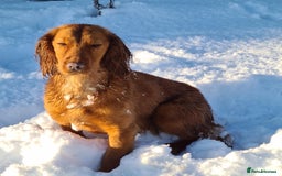 Cocker Spaniel dogs for sale: KC registered cocker spaniels - Image 19