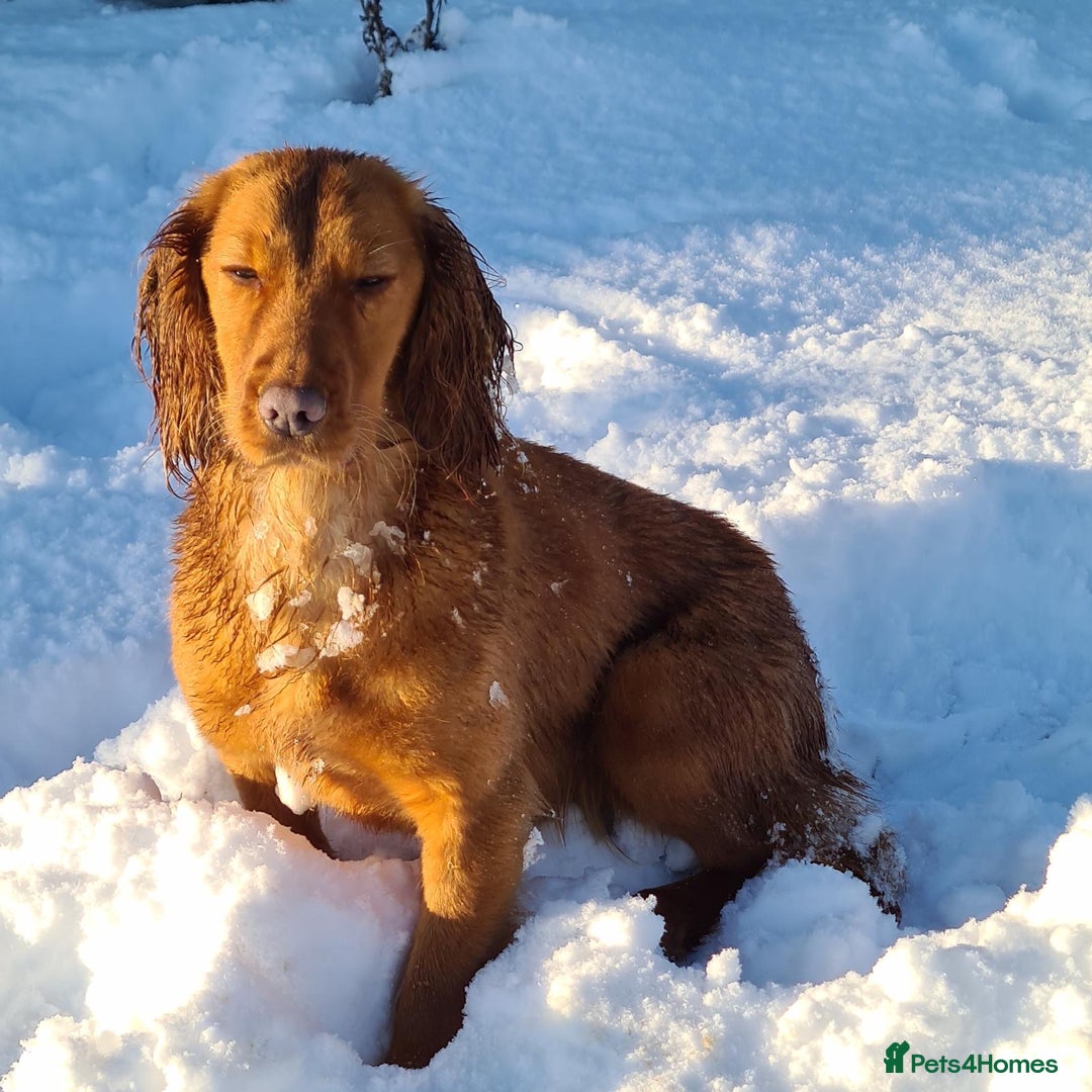 Cocker Spaniel dogs for sale: KC registered cocker spaniels - Image 19