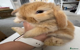Mini Lop rabbits for sale: Pure bred mini lop baby bunnies. (Very friendly) - Image 8