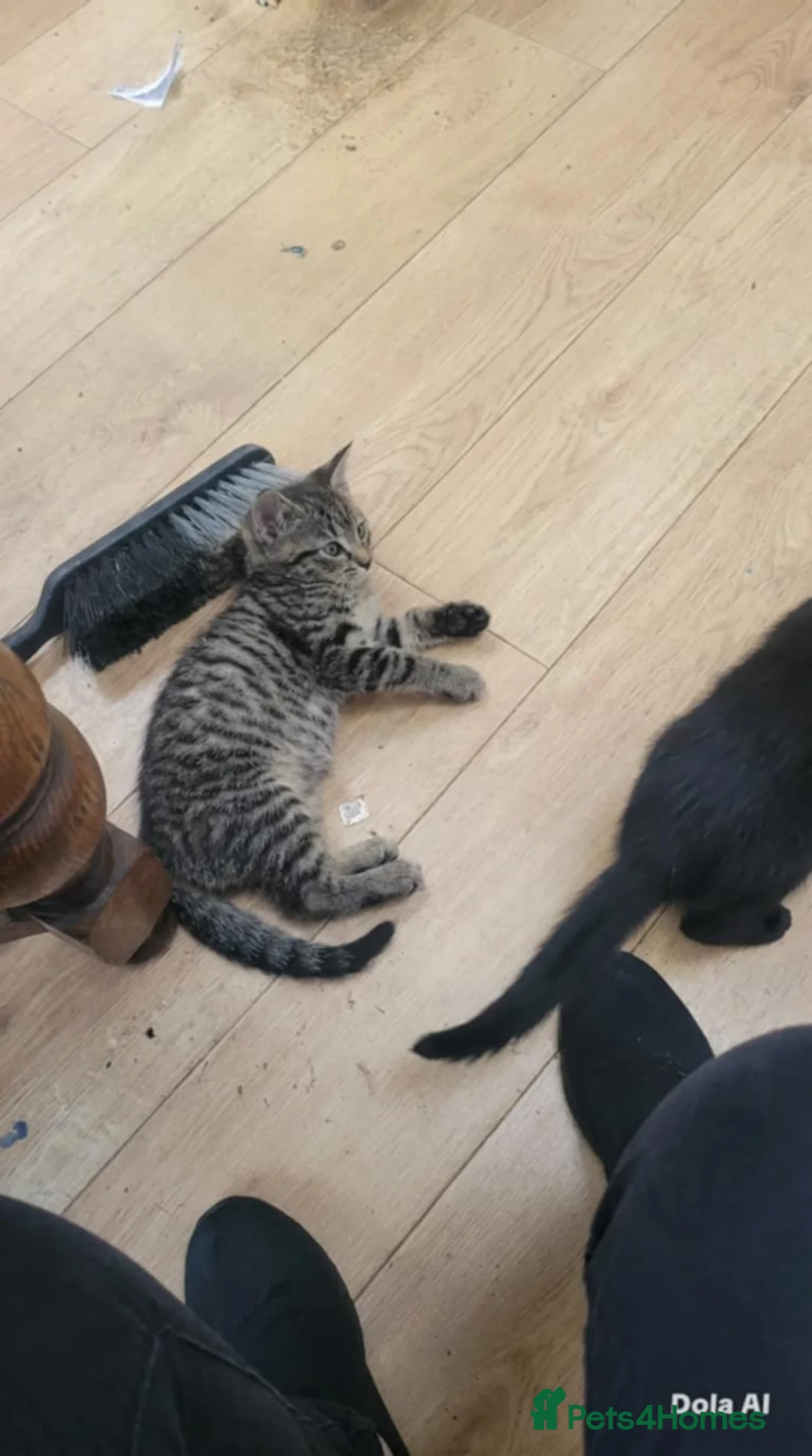 British Shorthair cats for sale: Two little kittens - ready to go - Advert 4