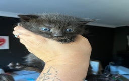 Mixed Breed cats for sale: Part Siamese kittens for sale - Image 7