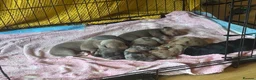 Miniature Dachshund dogs for sale: KC Miniture daschund short haired puppies - Advert 3