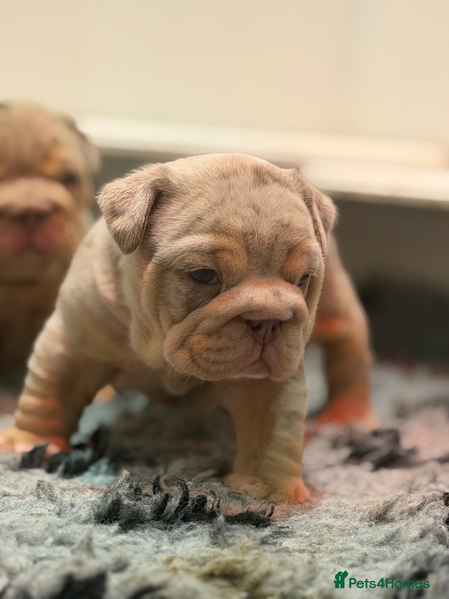 English Bulldog dogs 🔥 Epic Bullyz Major Daughter X Posher Turkish 🔥  - Advert 1
