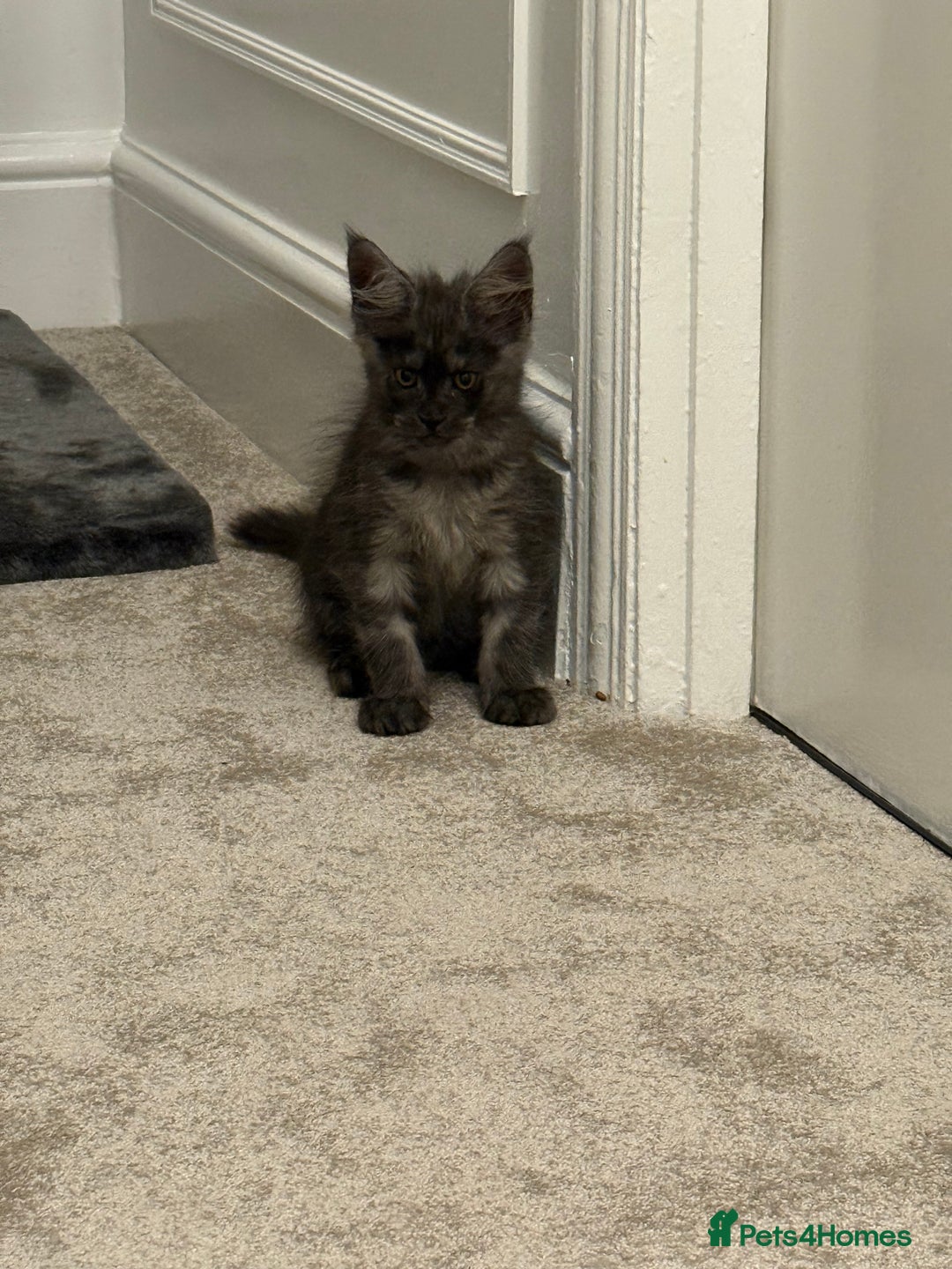 Maine Coon cats for sale: Gorgeous kittens  - Advert 3