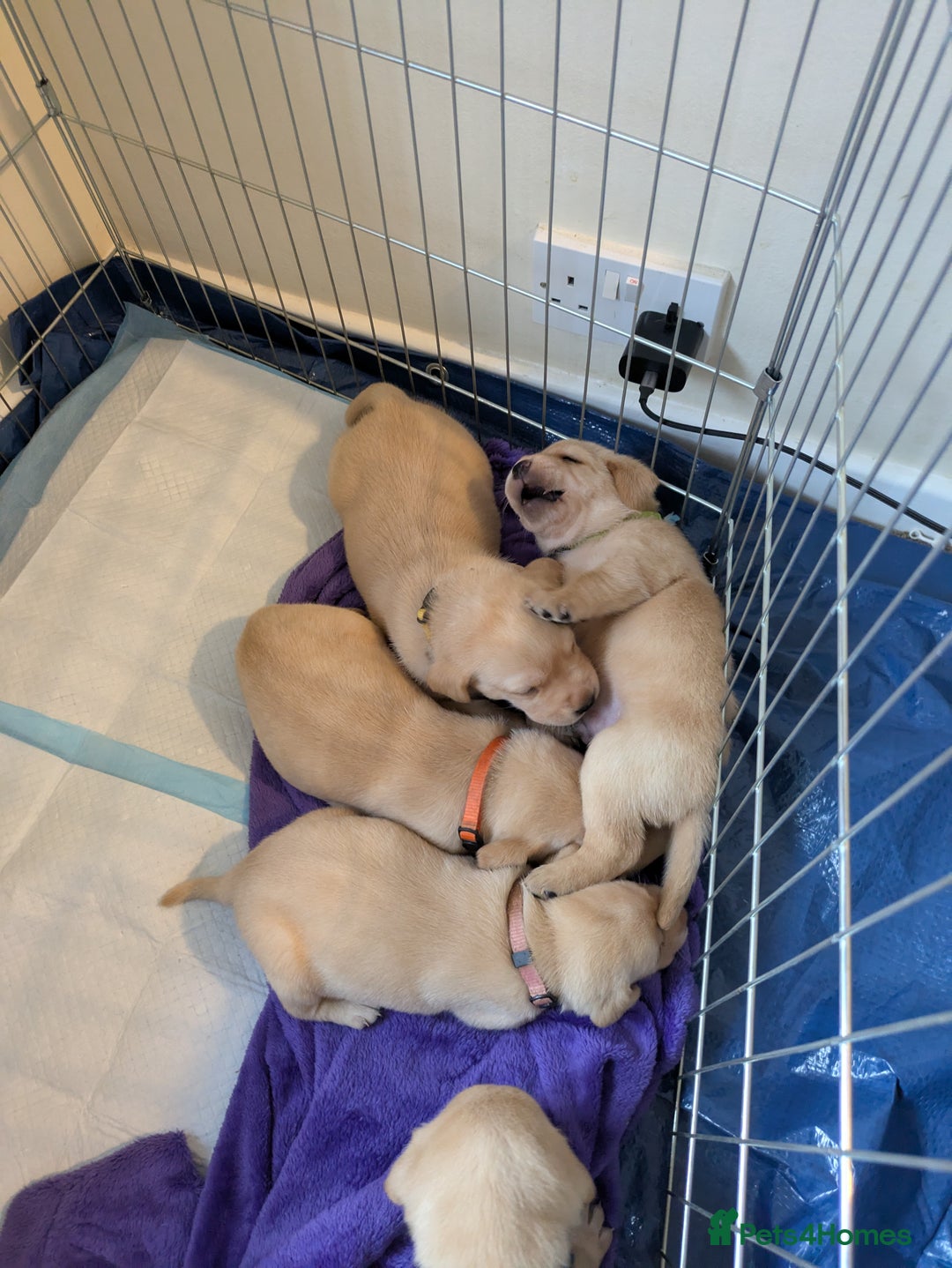 Labrador Retriever dogs for sale: Gorgeous Labrador puppies - Image 15