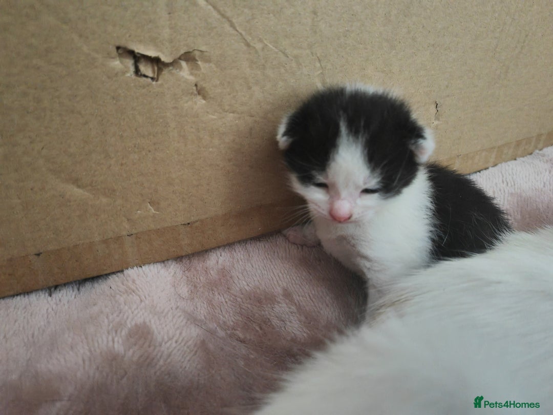 Mixed Breed cats for sale: Gorgeous friendly kittens - Image 6