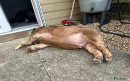 English Bulldog dogs for sale:  BRITISH BULL DOG .please the Description!  - Image 7
