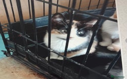 Mixed Breed cats for sale: Kittens - Image 2