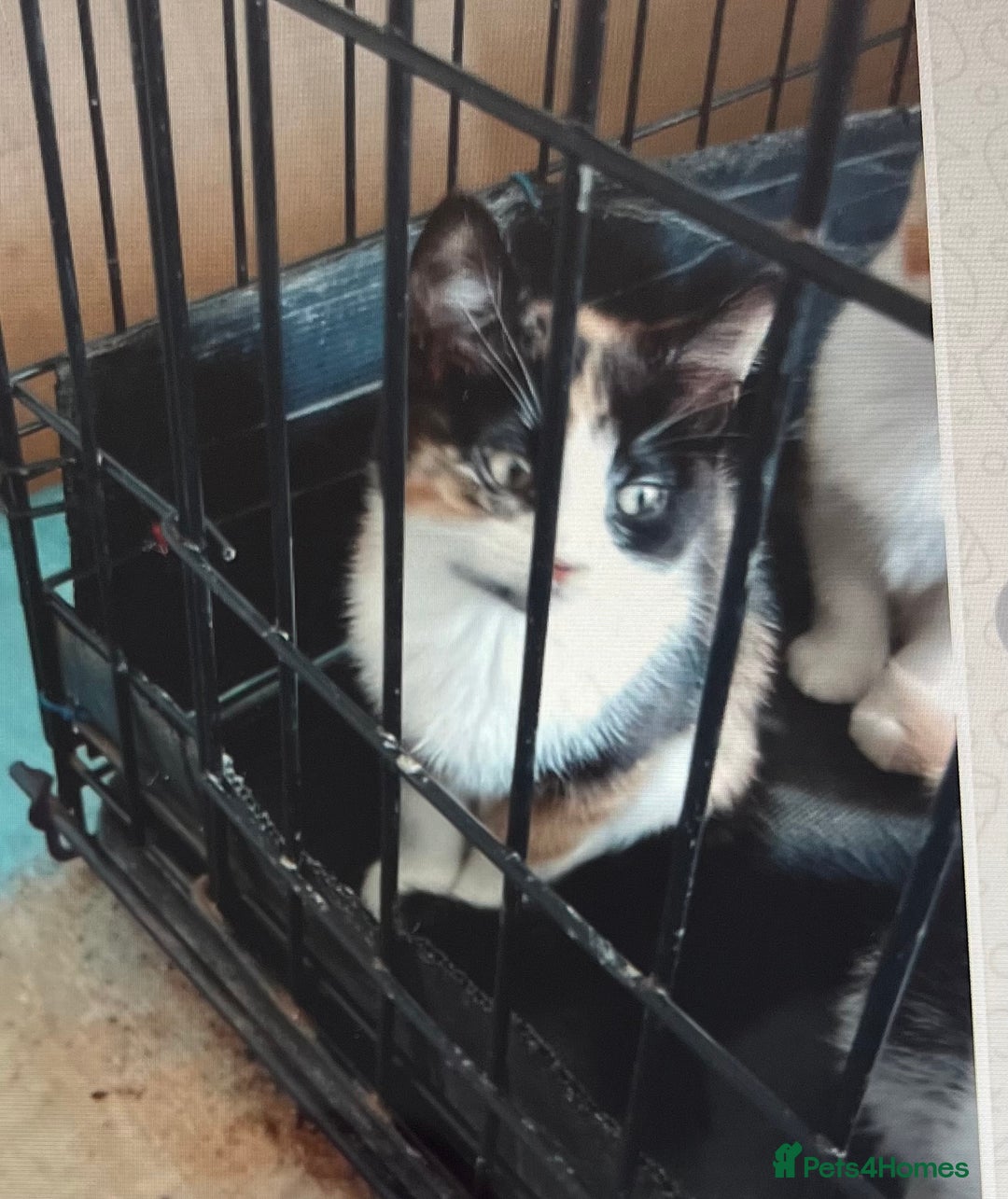 Mixed Breed cats for sale: Kittens - Image 2