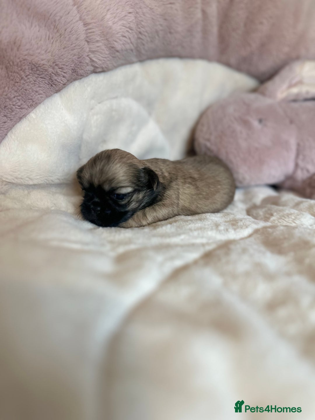 Shih Tzu dogs for sale: Beautiful shihtzu puppies - Image 9