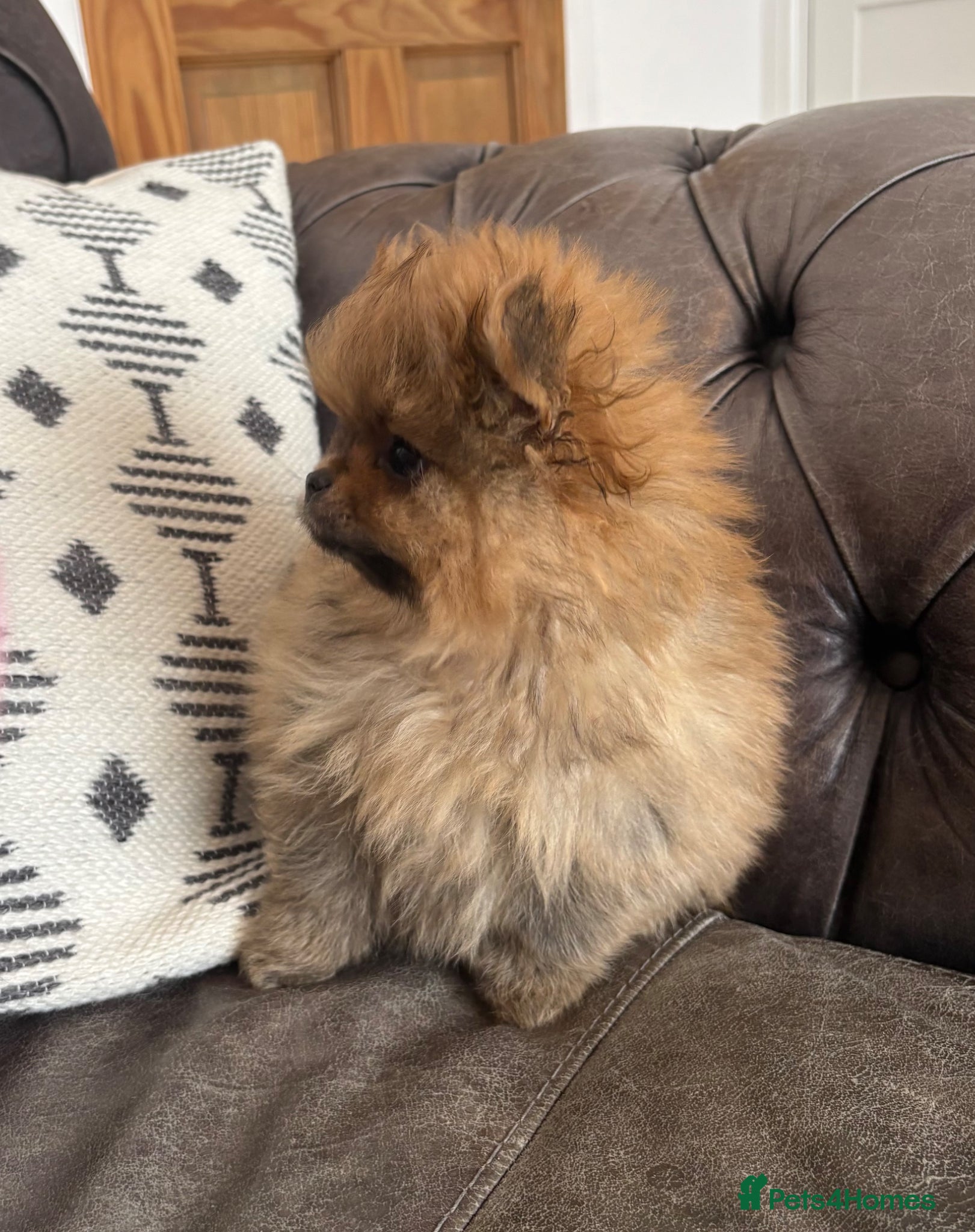 Pomeranian dogs Beautiful quality teeny Pomeranian puppies kc reg  - Advert 6
