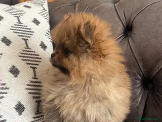 Pomeranian dogs Beautiful quality teeny Pomeranian puppies kc reg - Advert 6