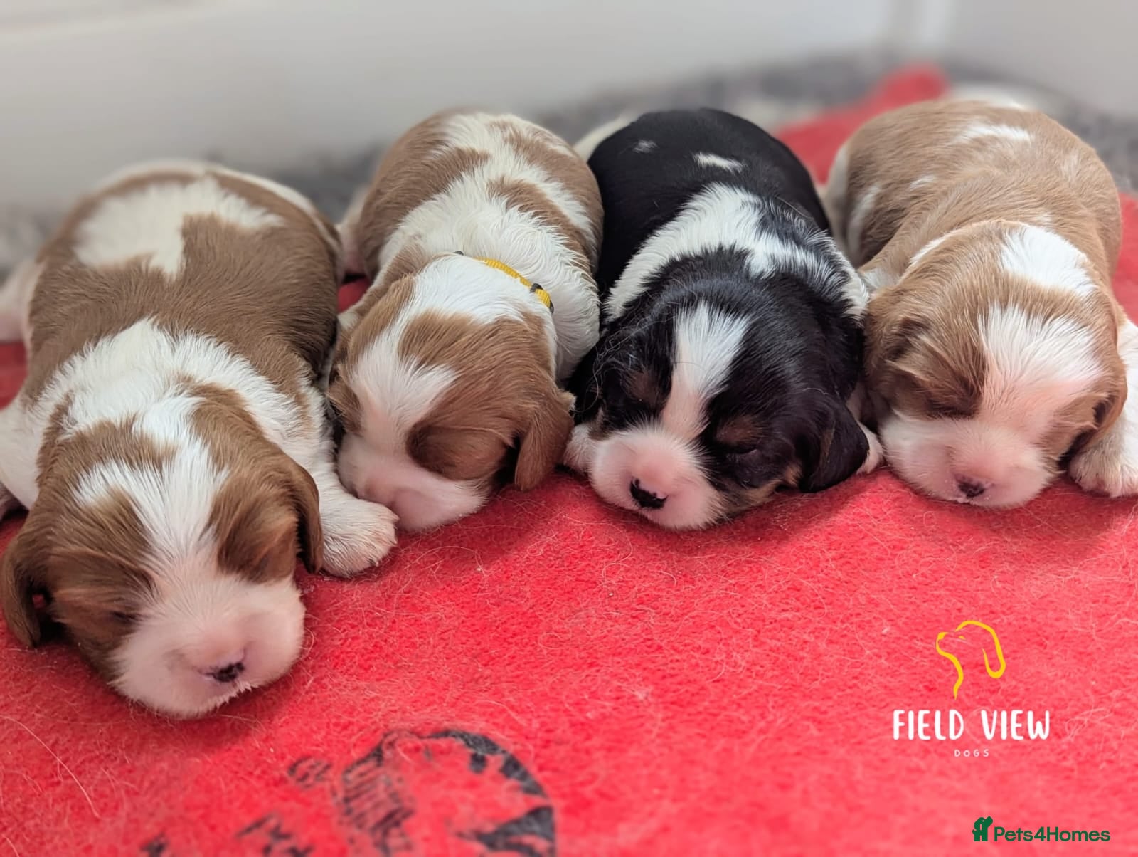 Cavalier King Charles Spaniel dogs Chocolate carrier Cavaliers, health tested parents - Advert 1
