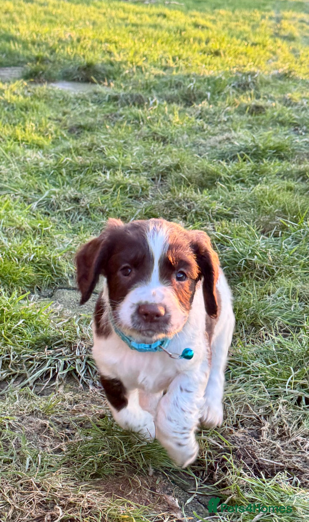 English Springer Spaniel dogs for sale: Beautifully marked, kc registered, legally docked. - Advert 19