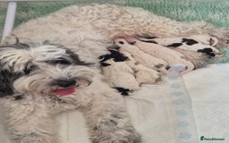 Cockapoo dogs for sale: COCKAPOOS READY FOR THERE NEW    HOMES  - Image 11