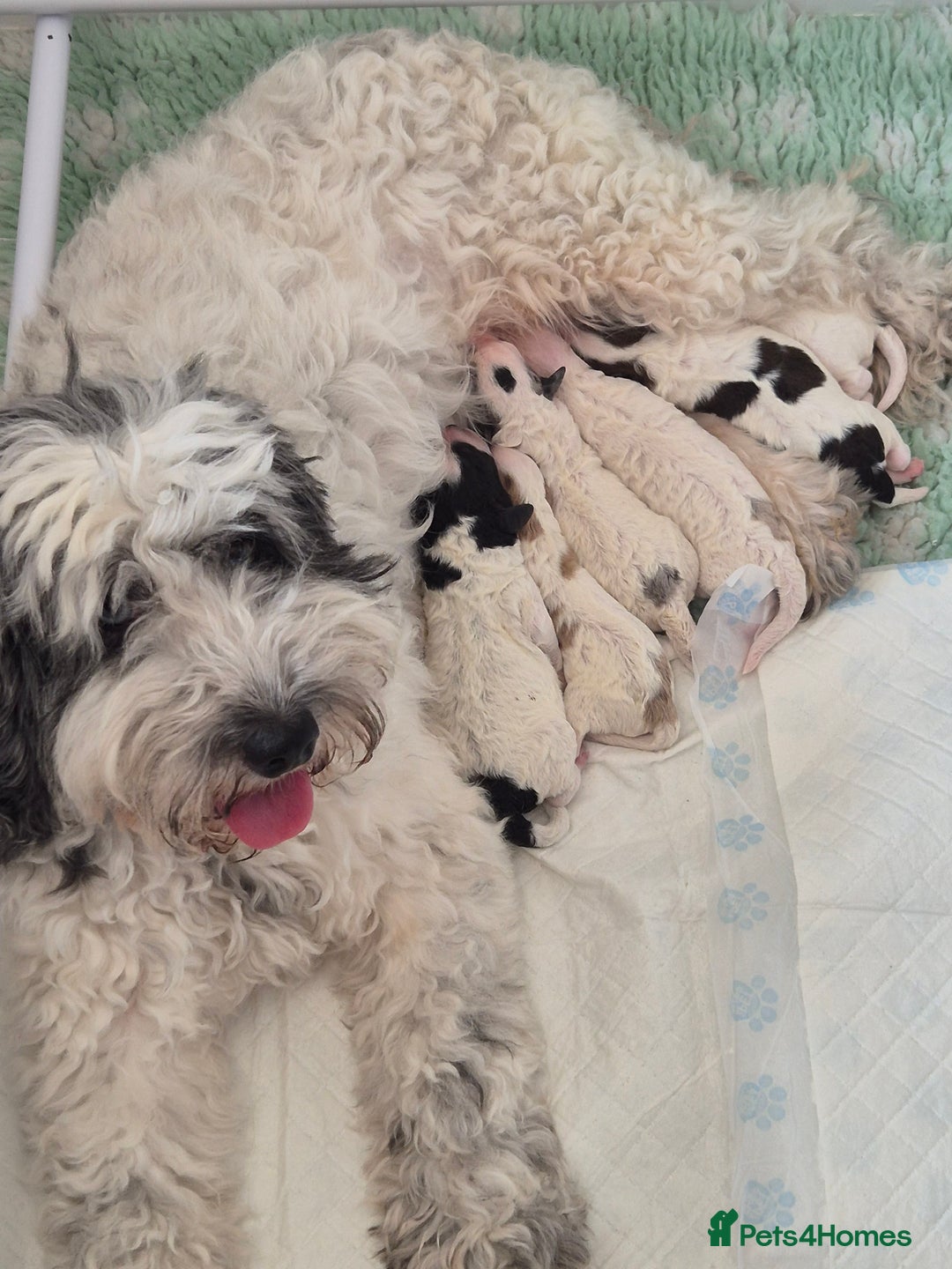 Cockapoo dogs for sale: COCKAPOOS READY FOR THERE NEW    HOMES  - Image 11