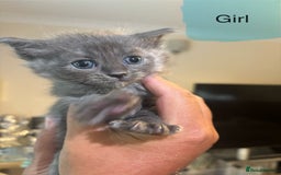 Ragdoll cats for sale: Half Ragdoll / maincoon kittens for sale  - Image 12