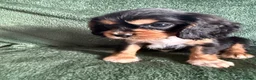 Cockalier dogs for sale: Beautiful, health tested cockalier puppies.  - Advert 13