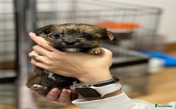 Yorkshire Terrier dogs Yorkshire Terrier  - Advert 4