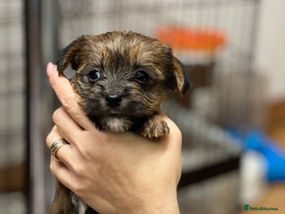 Yorkshire Terrier dogs Yorkshire Terrier - Advert 3