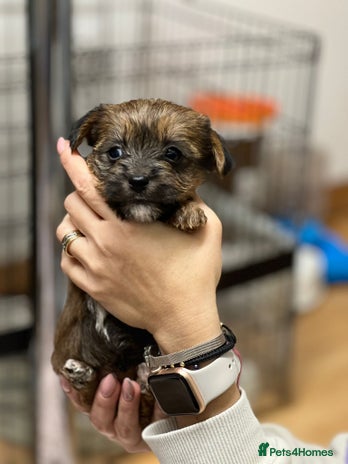 Yorkshire Terrier dogs Yorkshire Terrier - Advert 1