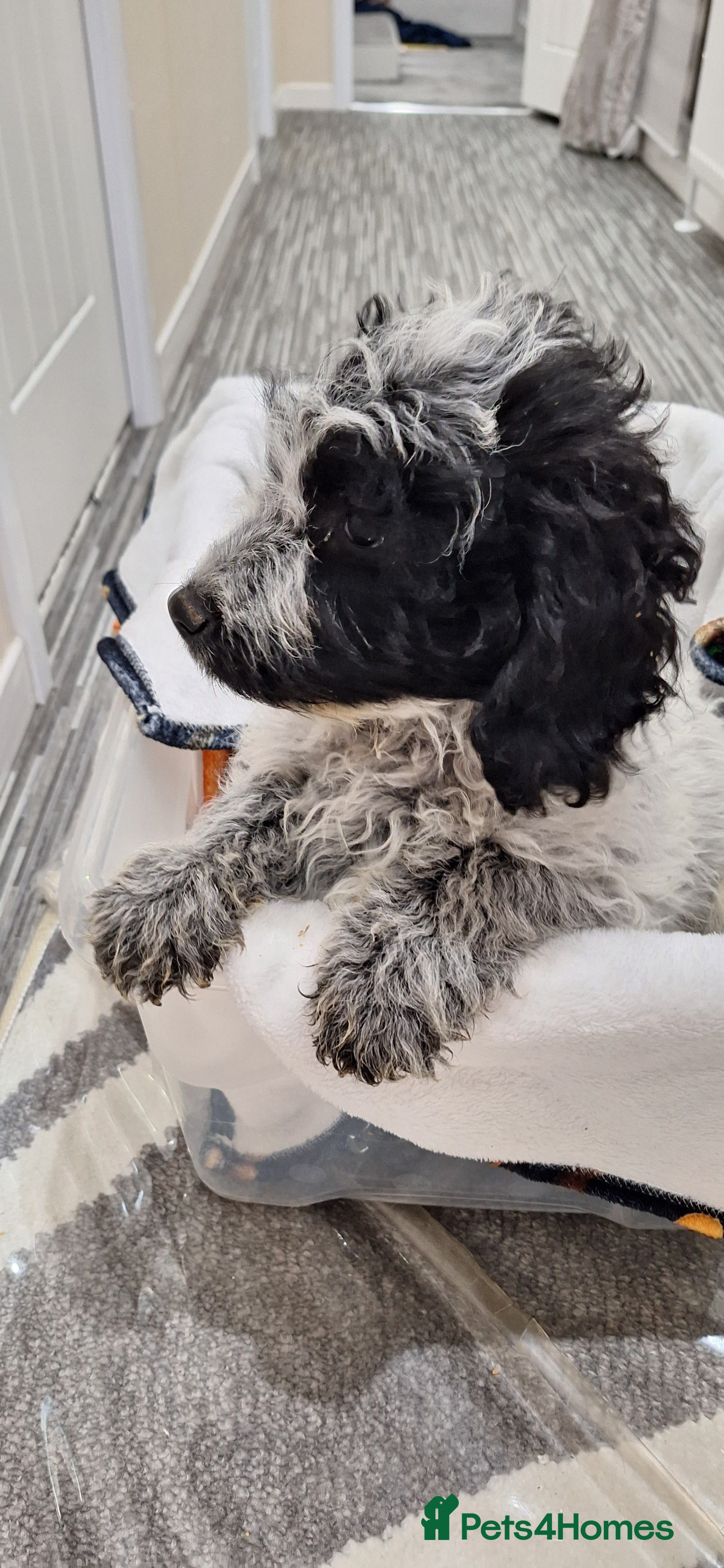 Poochon dogs Last female poochon pup left - Advert 3