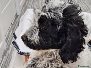 Poochon dogs Last female poochon pup left - Advert 5