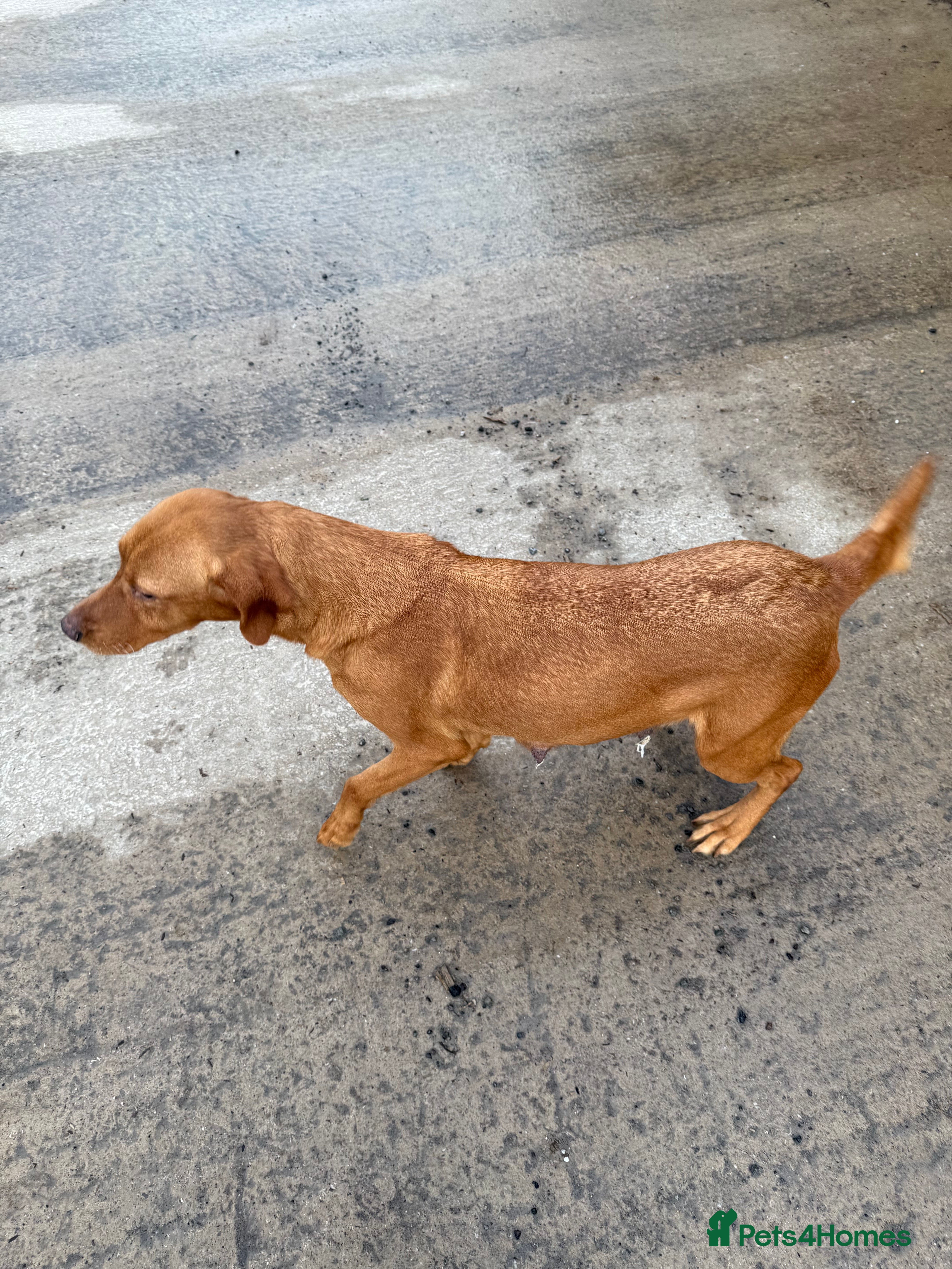 Labrador Retriever dogs Working Labrador puppies for sale, south Wales - Advert 14