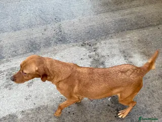 Labrador Retriever dogs Working Labrador puppies for sale, south Wales - Advert 14