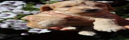 Cockapoo dogs for sale: Health tested: Champion lines  F1 puppies  - Advert 10