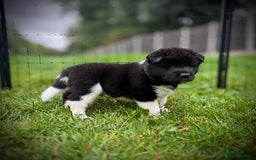 Akita dogs for sale: Quality KC Registered American Akita Puppies - Image 7