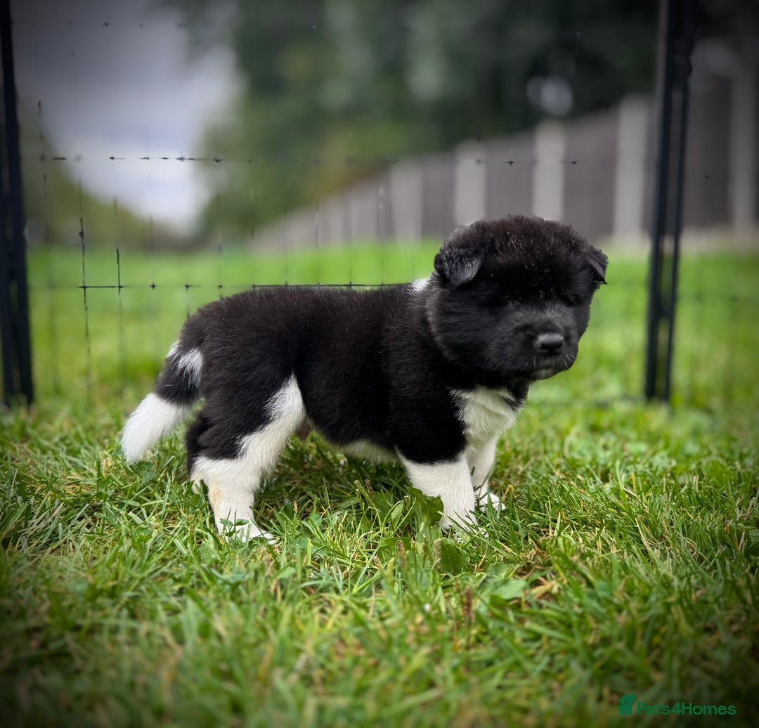 Akita dogs for sale: Quality KC Registered American Akita Puppies - Image 7