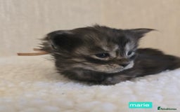 Maine Coon cats for sale: Maine Coon Kittens Smokes Large Russian Lines - Image 2