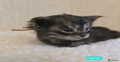 Maine Coon cats - Advert 15