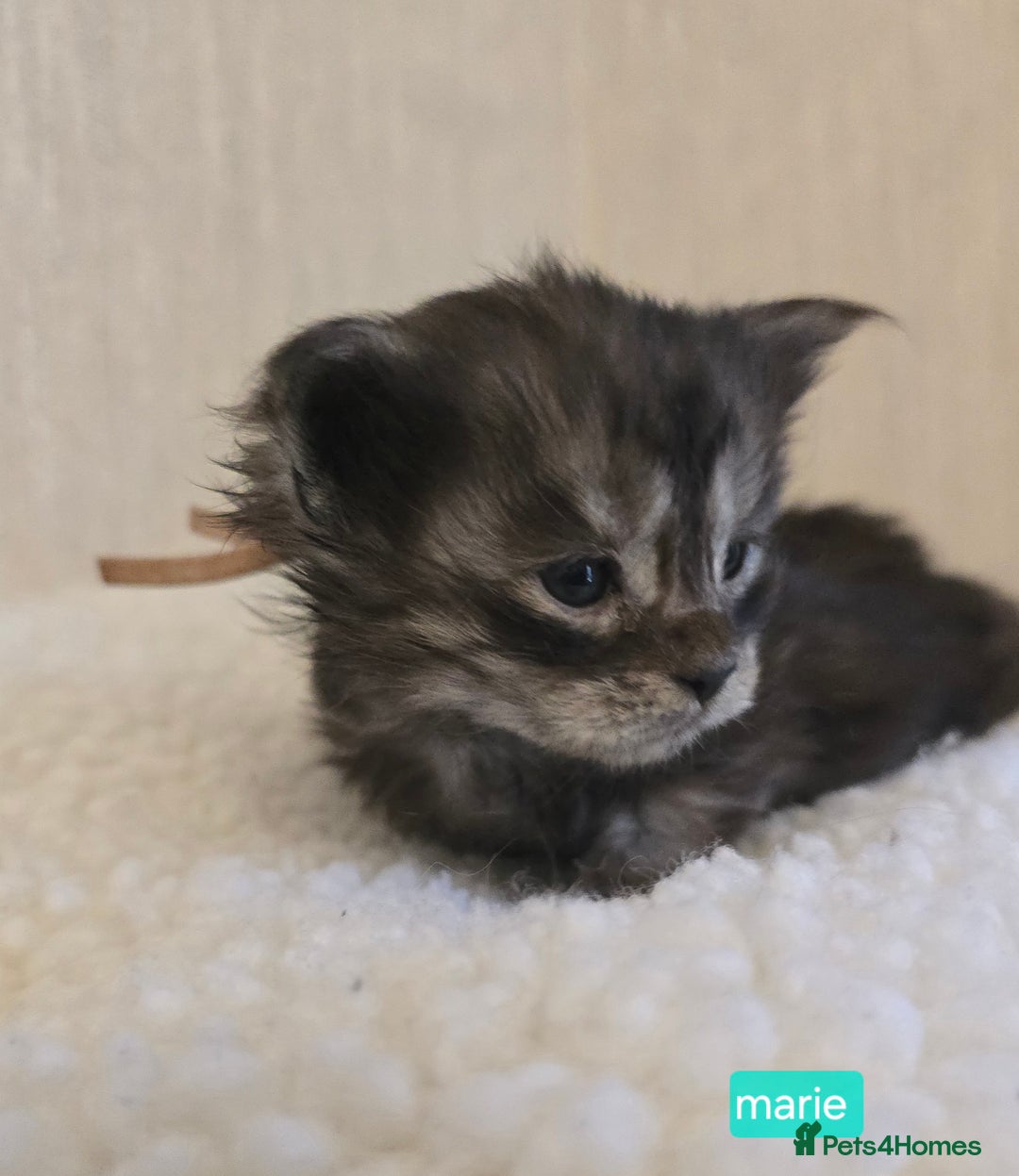Maine Coon cats for sale: Maine Coon Kittens Smokes Large Russian Lines - Image 2