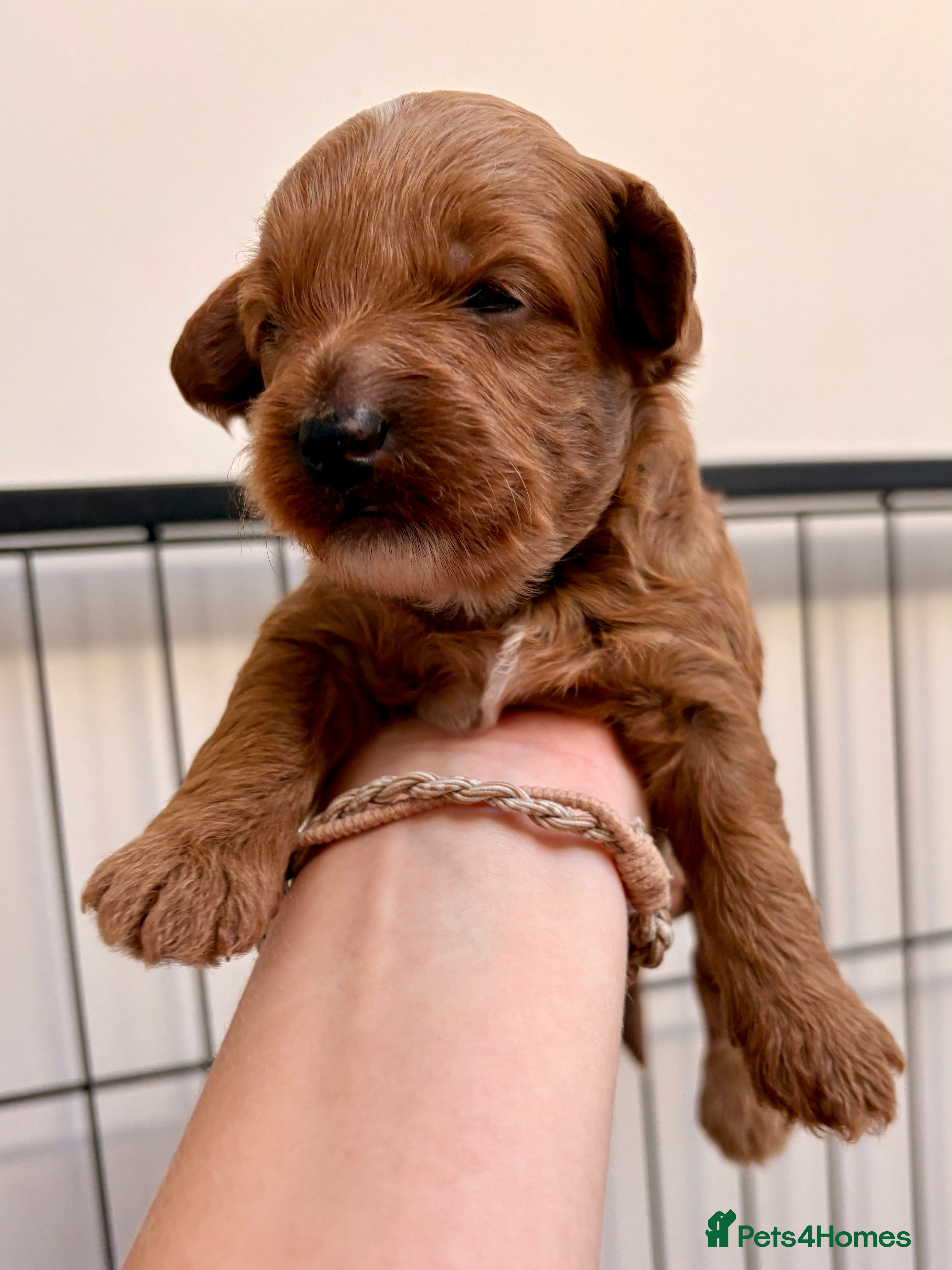 Cavapoo dogs Florence’s Red F1b Cavapoo Boys – 1 Available 💙 - Advert 2