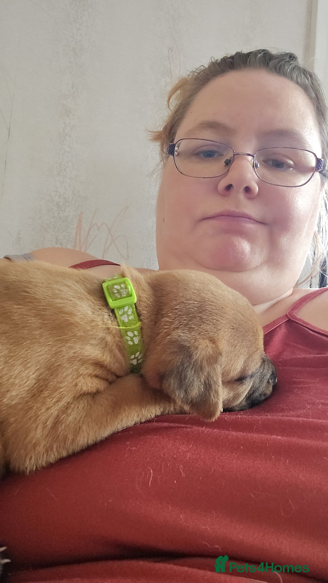 Mixed Breed dogs for sale: 1Boy Left German Shepherd Staffy Dogue de Bordeaux - Image 4