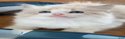 Ragdoll cats for sale: READY NOW ***** INDOOR PEDIGREE RAGDOLL KITTENS - Advert 6
