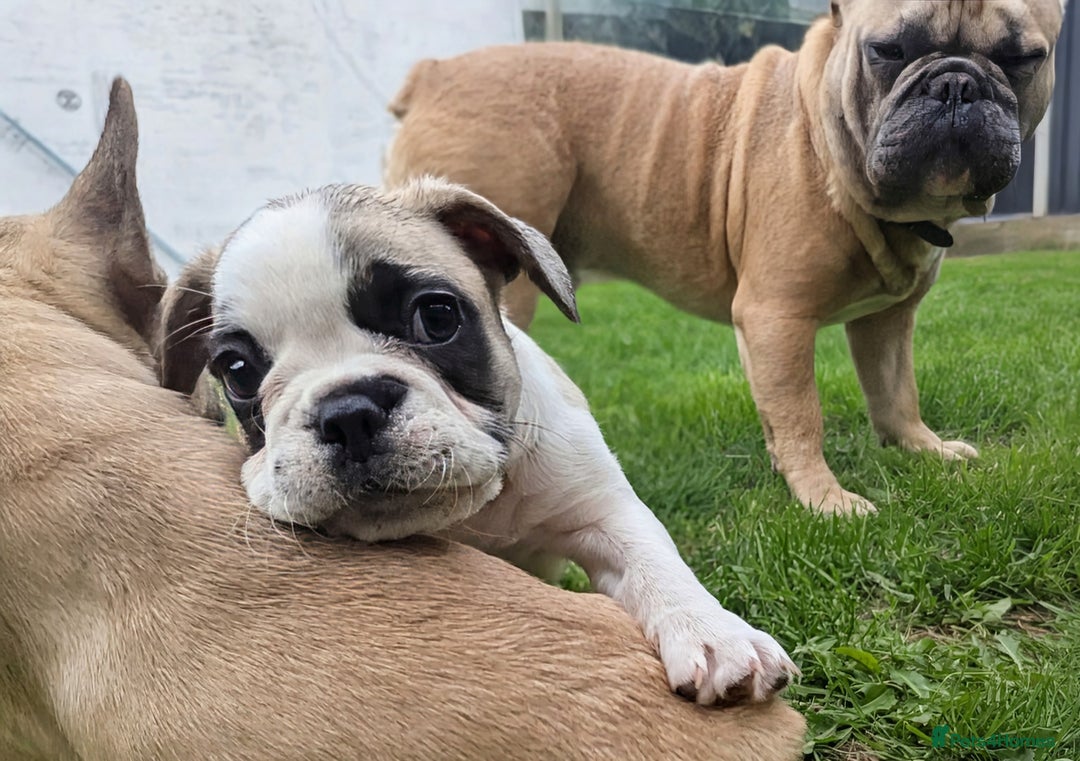 French Bulldog dogs for sale: REDUCED One Gorgeous Boy Frenchie left🐾 - Image 18
