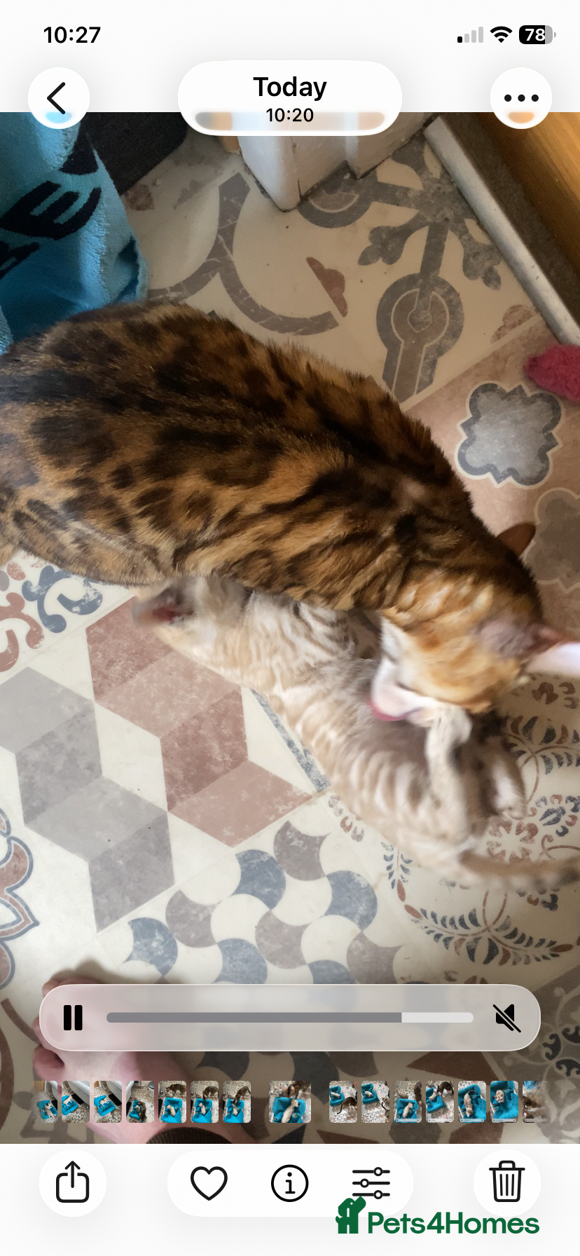 Bengal cats for sale: Tica registered snow Bengal kittens for sale - Advert 1