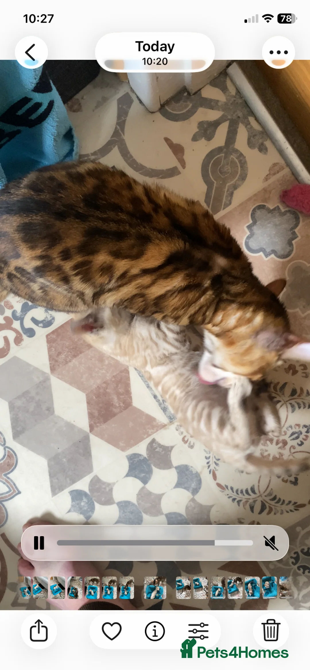 Bengal cats for sale: Tica registered snow Bengal kittens for sale in Stockport - Advert 1