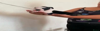 Staffordshire Bull Terrier 4