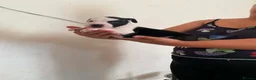 Staffordshire Bull Terrier dogs for sale: Adorable Puppies Staffordshire Bull Terrier - Advert 14