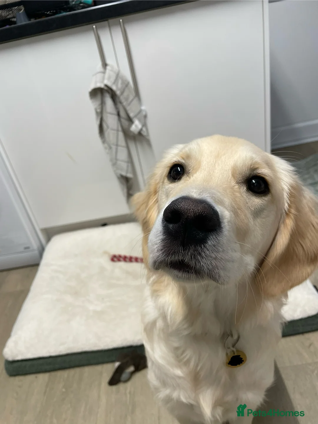 Golden Retriever dogs for sale: 7 month old Golden Retriever named Scout - Advert 2