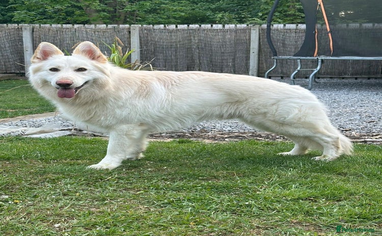 White Swiss Shepherd dogs - Advert 1