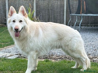 White Swiss Shepherd dogs - Advert 1