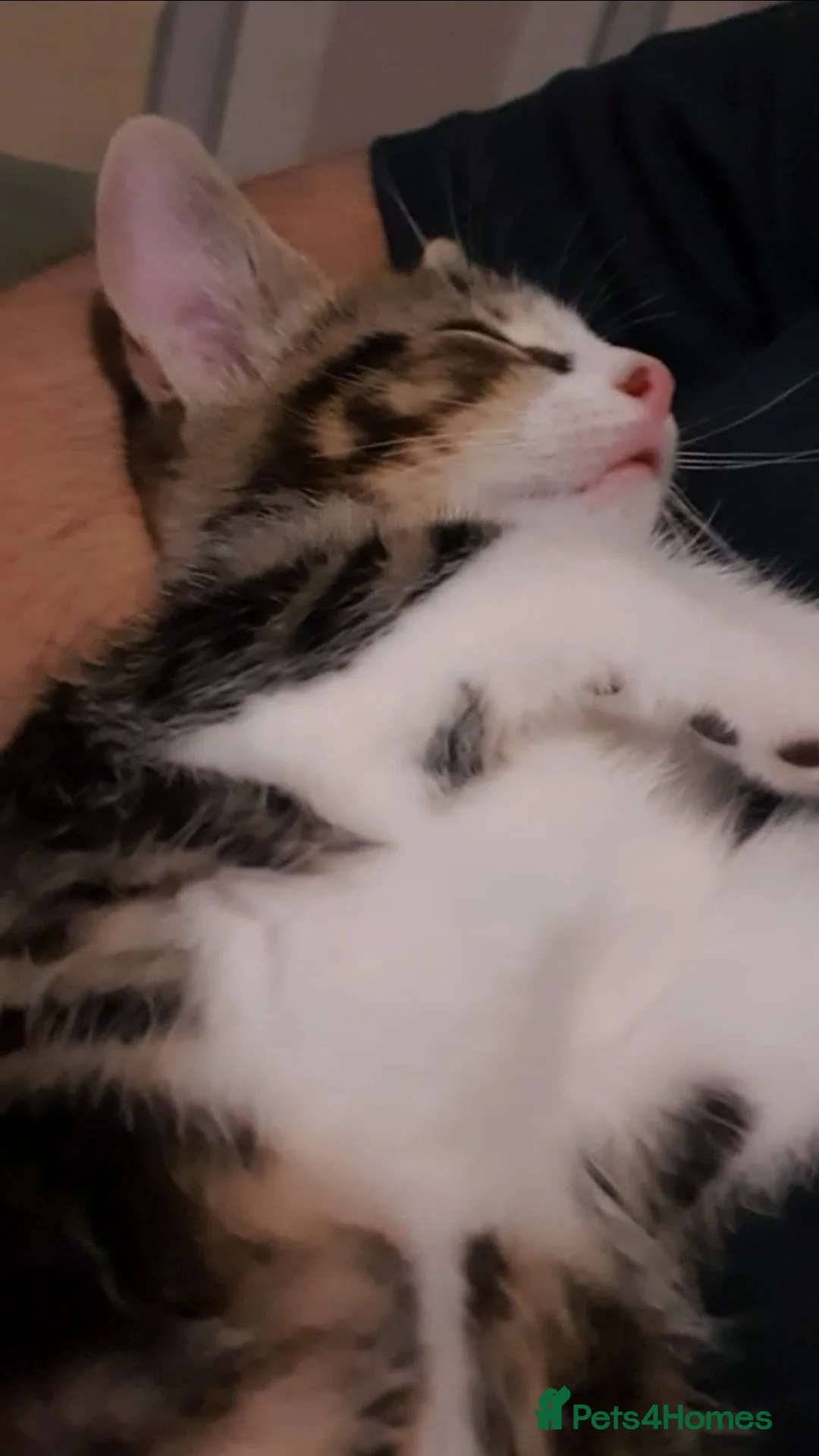 Mixed Breed cats for sale: Male Tabby Kitten - Advert 2