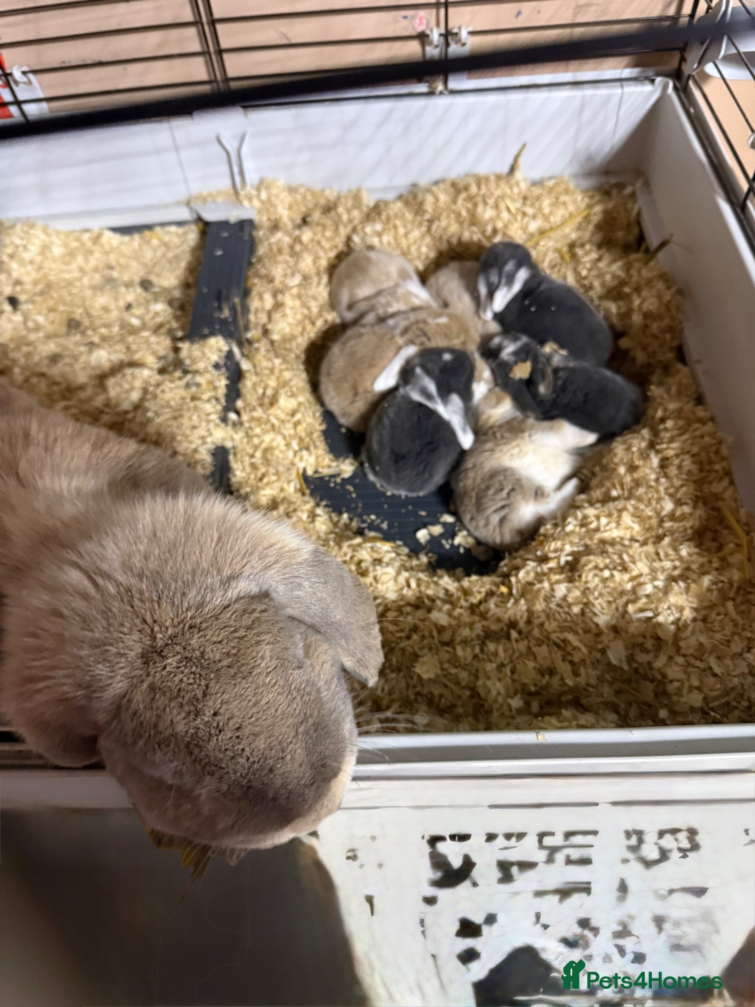 French Lop rabbits Breeding pair - Advert 1