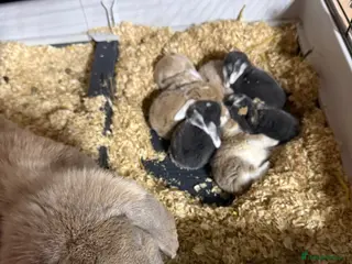 French Lop rabbits Breeding pair - Advert 1